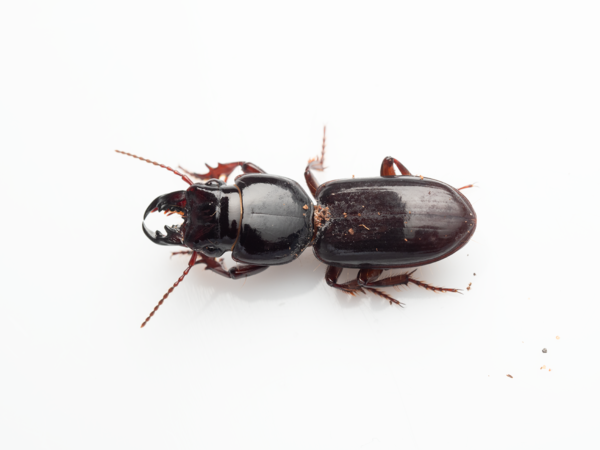 Pilbara ground beetle (Carabidae)