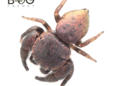 Beetle jumping spider (Simaethula species)