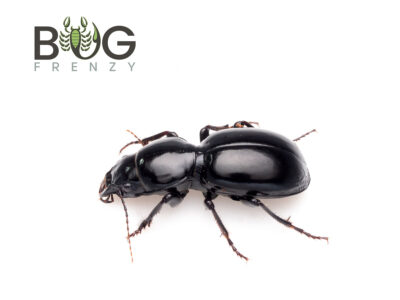 Shiny Large Predatory Beetle - (Carabidea)