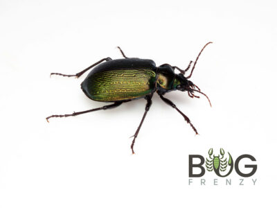 Green Carab Beetle - Calosoma schayeri