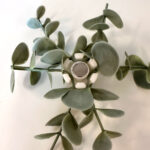 Plant Pod Plant Pod Image