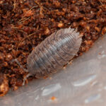 Giant slaters (Porcellio dilatatus) Giant slaters (Porcellio dilatatus) Image