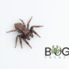 Giant bark jumping spider (Servaea incana) captive-bred male