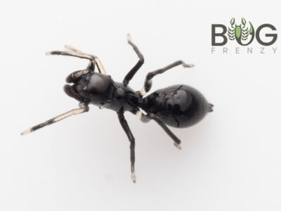 Black ant mimic (Myrmarachne sp.)