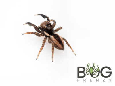 Brushed Jumping spider (Jotus sp. 1) Captive Born Sub Adult/Adult