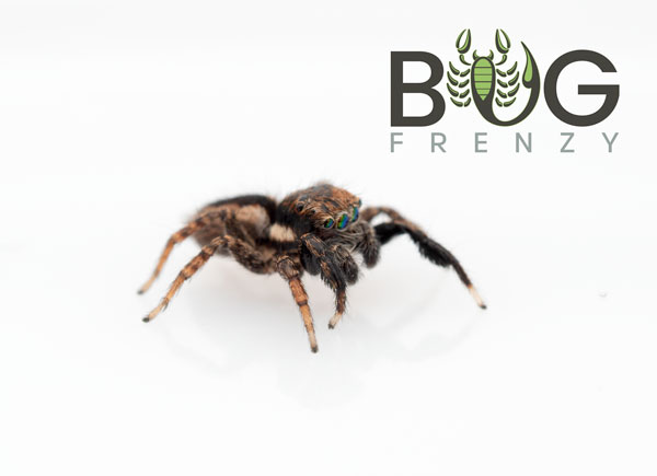 Brushed Jumping spider (Jotus sp. 1) Captive Born Sub Adult/Adult - Image 5