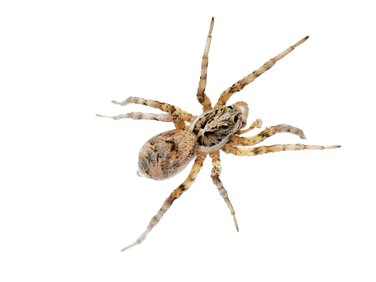 Painted wolf spider (Undescribed) juvie - Image 2