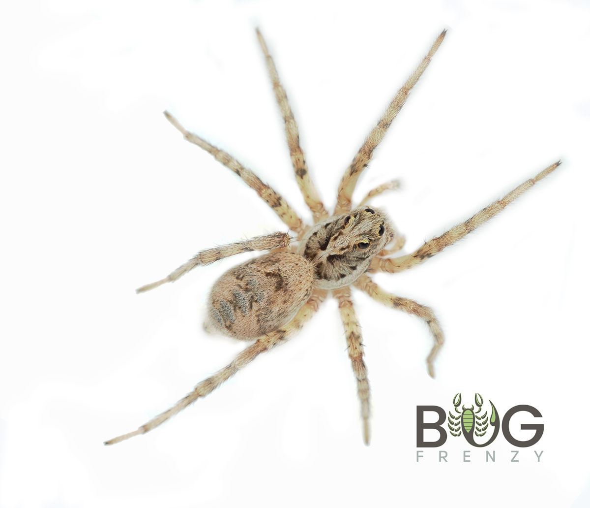 Painted wolf spider (Undescribed) juvie - Image 4