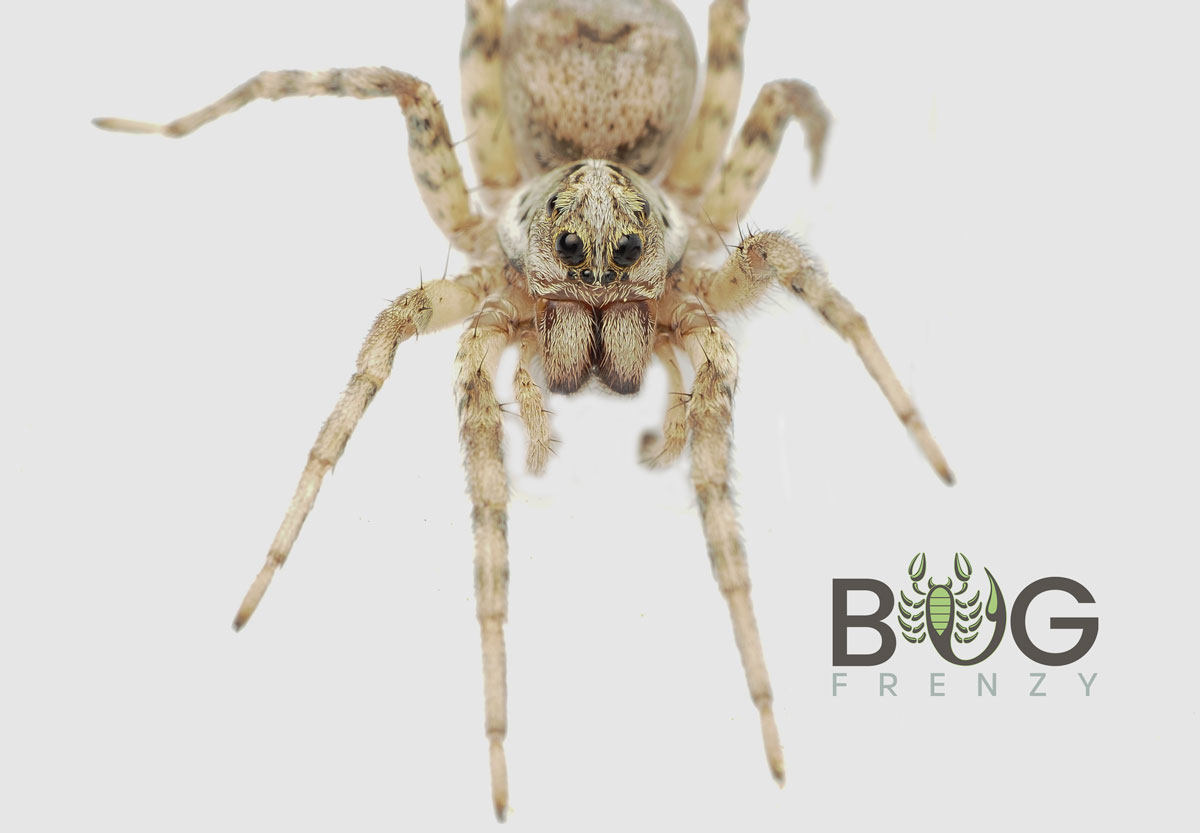 Painted wolf spider (Undescribed) juvie - Image 3