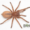 Desert tarantula (Selenocosmia stirlingi) advanced sling