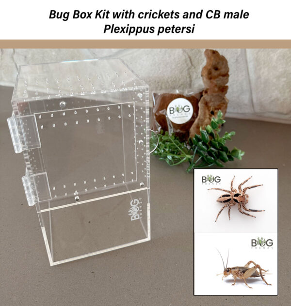 Bug box with Crickets and a CB Plexippus petersi male