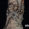 Murray banded huntsman (Holconia murrayensis) Captive bred juvies