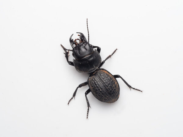 Armoured ground beetle (Philoscaphus sp.)