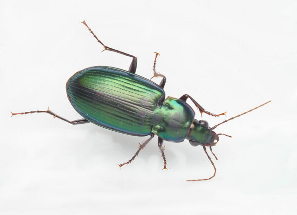 Green predatory beetle (Carabidae)