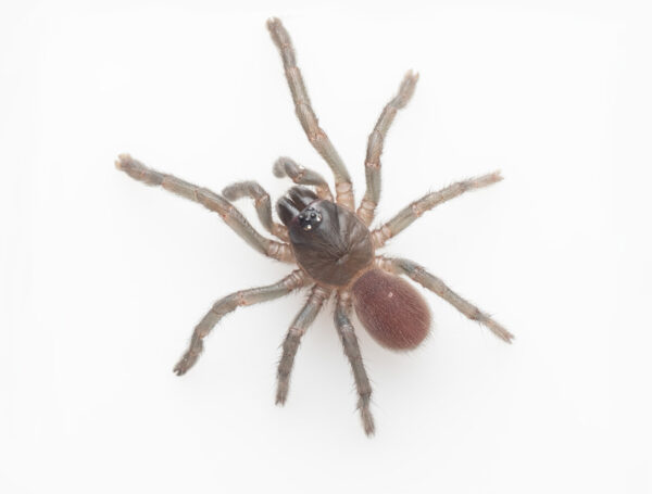 Brush-footed trapdoor (Idiommata sp.)