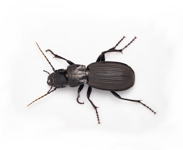 Rainforest ground beetle (Carabidae)