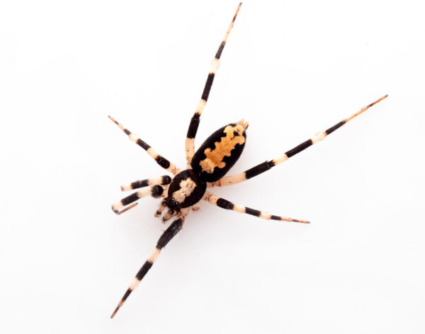 Painted ground spider (Ceryerda cursitans) missing leg