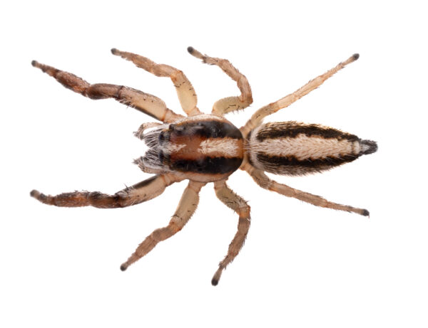 Crossover jumping spider (Mopsolodes australiensis)