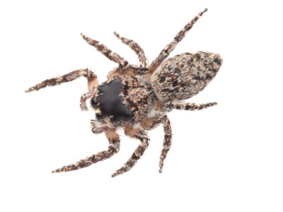 Gray jumping spider (Salticidae)
