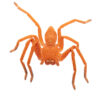 Orange Badge Huntsman (Neosparassus diana)