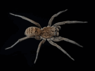 Starry wolf spider (Tasmanicosa stella) juvenile