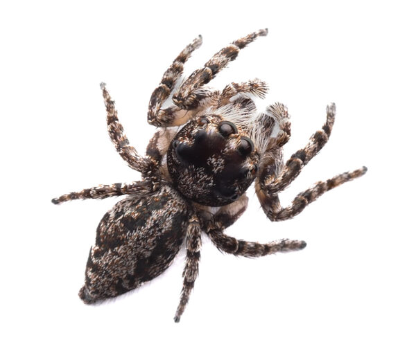 Stern Jumping spider (Cytaea aspera)