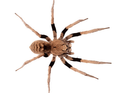 Two-toned wolf spider (Hoggicosa forresti)