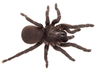 Brushfooted trapdoor spider (Idiommata scintillans)