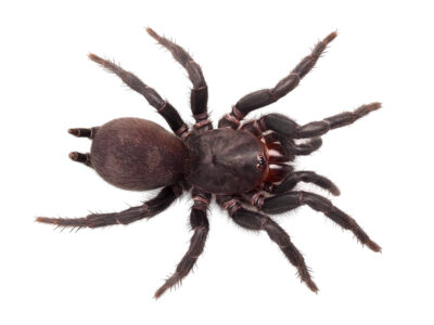 Giant curtain-web spider (Australothele magna)