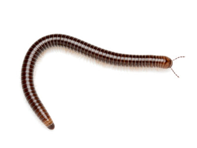 Reddish snake millipedes (Atelomastix sp.)