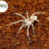 Beach wolf spider (Tetralycosa oraria)