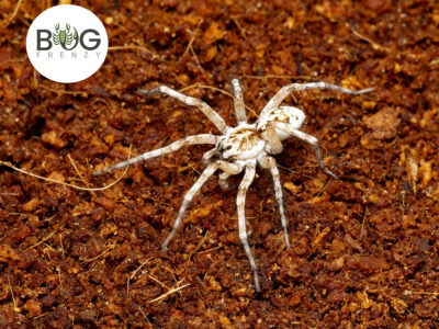 Beach wolf spider (Tetralycosa oraria)