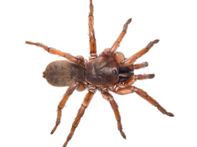 Golden wishbone spider (Proshermacha sp.10) Juvenile