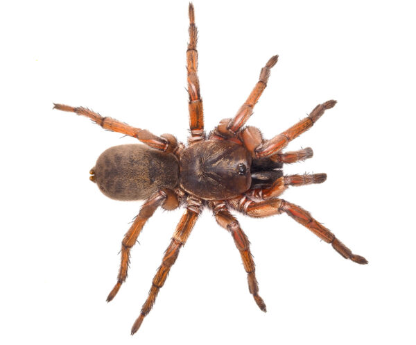 Golden wishbone spider (Proshermacha sp.10) Juvenile