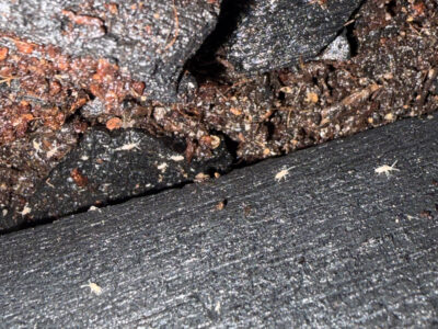 Springtails
