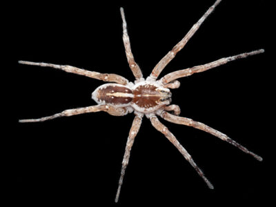Beach wolf spider (Tetralycosa oraria)