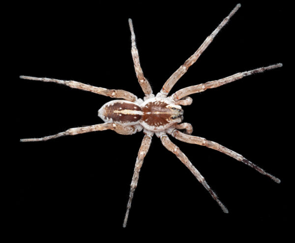 Beach wolf spider (Tetralycosa oraria)