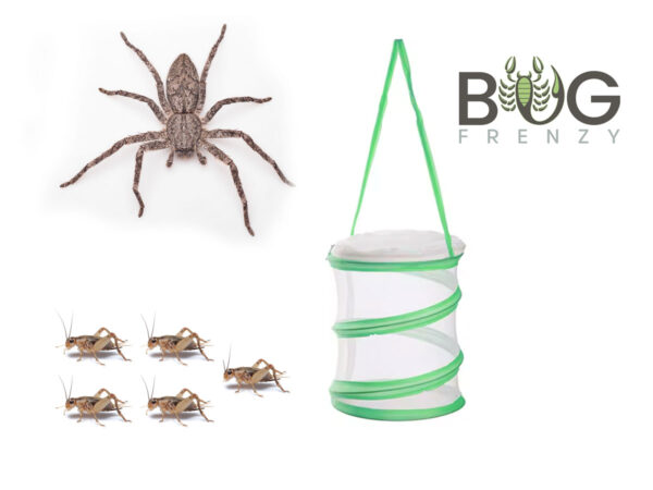 Desert Bark Huntsman Beginner Kit with free crickets!