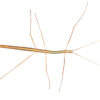 Black-striped stick insect (Austrosipyloidea carterus)