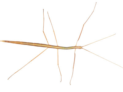 Black-striped stick insect (Austrosipyloidea carterus)