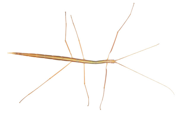 Black-striped stick insect (Austrosipyloidea carterus)