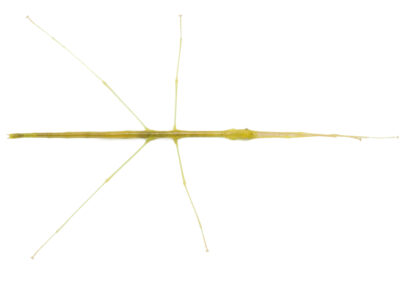 Eungella stick insect (Candovia eungellensis)