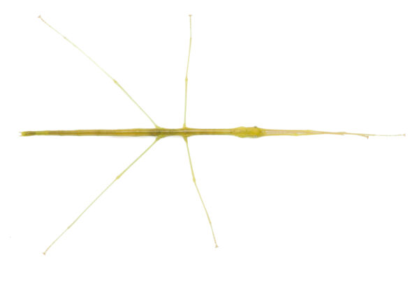 Eungella stick insect (Candovia eungellensis)