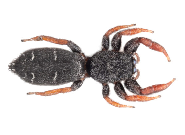 Red-legged flat jumper (Holoplatys invenusta)
