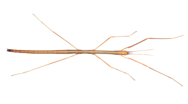 Milledge's stick insect (Scionecra milledgei)