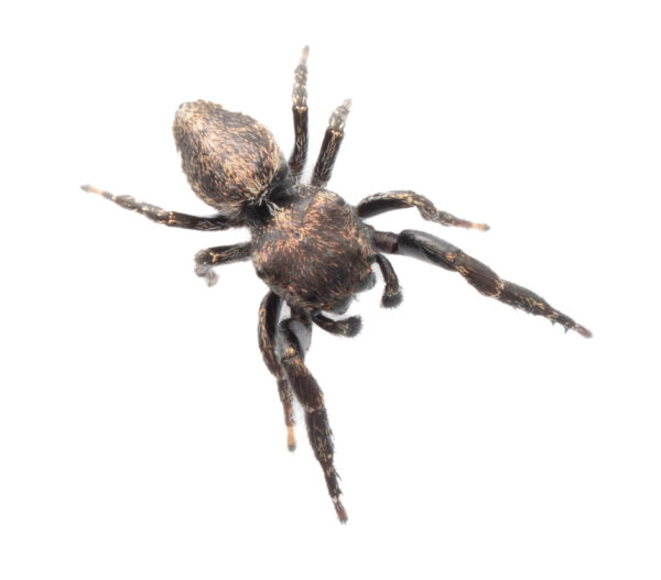 Bronze jumping spider (Simaethula species)
