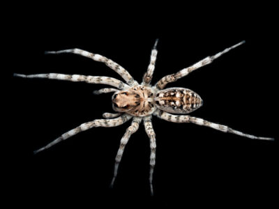 Salt lake wolf spider (Hogna sp.)