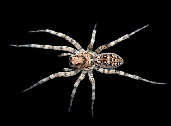 Salt lake wolf spider (Hogna sp.)