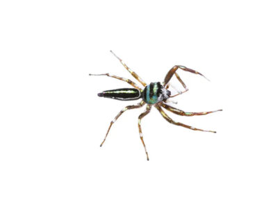 Rainbow jumping spider (Cosmophasis micariodes) male