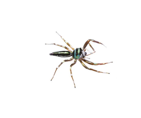 Rainbow jumping spider (Cosmophasis micariodes) male
